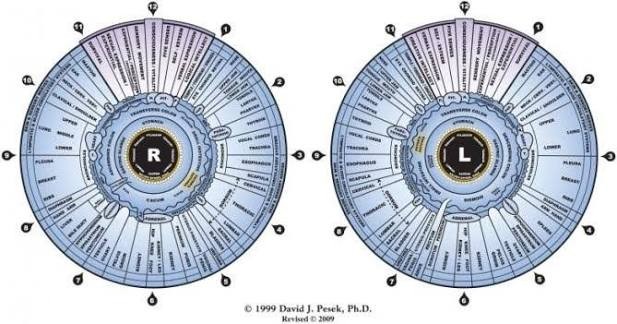 Right and left iris iridology chart used in Melody's training